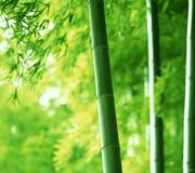 Xiwangly的个人资料头像