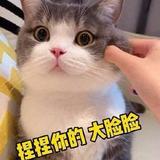 猫咪爱吃羊肉串头像