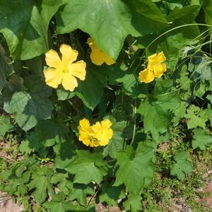 高贵松鼠8aN头像