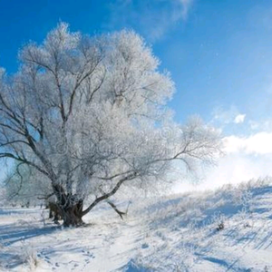 风雪头像