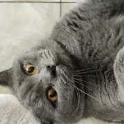 小龙啦的个人资料头像