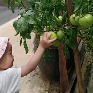 贺妈的楼顶小菜园头像