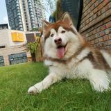 快乐鲸鱼Mnw头像