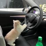 大脸猫s1头像