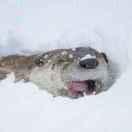 托儿索没有儿童劫的个人资料头像