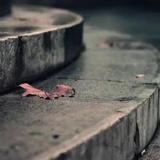 北纬豌豆尖头像