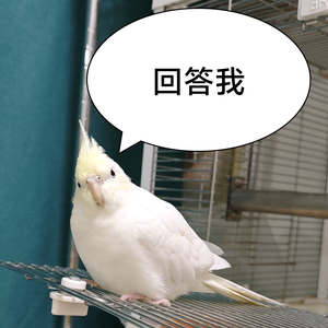 Lucky鹦鹉头像
