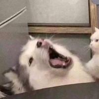 占得人间第一春2996头像