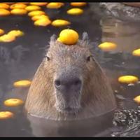 太阳80031头像