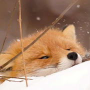 breezyMelon的个人资料头像