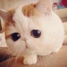 娟在掘金40925的个人资料头像