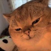 CS北屿的个人资料头像