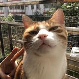 猫爷657头像