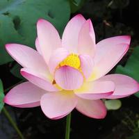 葡萄成熟时168头像