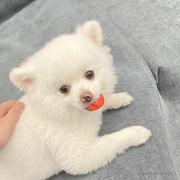 DDMoustache的个人资料头像