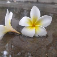 老子是小野头像