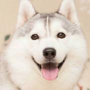 R_U_OK的个人资料头像