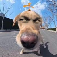 她说是晒黑的啊头像