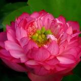 花开富贵137060954头像