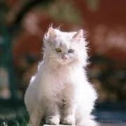猫佛佛的个人资料头像