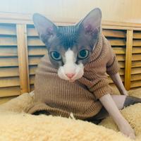 滚蛋吧羊羊羊头像