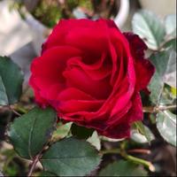 女骑不会骑头像