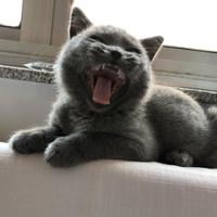 乐观的春风WN头像