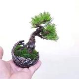 ys雨山头像