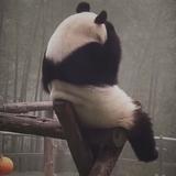 小郭郭1头像