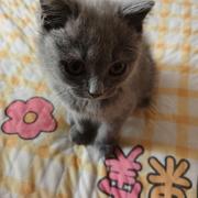 早起吃玉米的个人资料头像