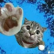 dwj395的个人资料头像