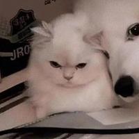 汽车有料点头像