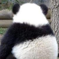 果果熊猫猫头像