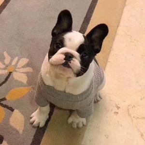 辰星出品FrenchBulldo头像