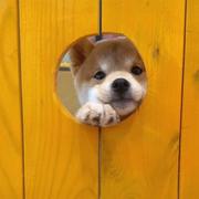 香菜135的个人资料头像