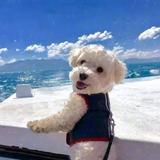 小周周906头像