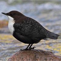 一盏江南635头像