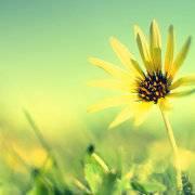 再见落日余晖的个人资料头像