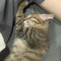 一只油柑子头像