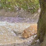 CarrieYS的个人资料头像