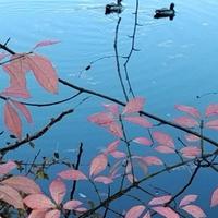 遥远而美丽向往而追求头像