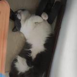 黑子哲也的11号头像