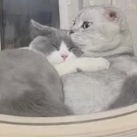 js高斯光束头像