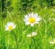 白菜价6毛的个人资料头像