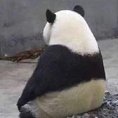 某某2341头像