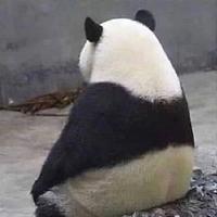 某某2341头像