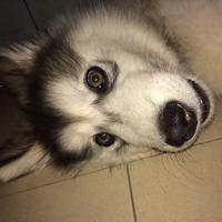 丢猫的大叔头像