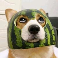 百货喜洋洋头像