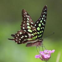 陀罗庄的妖怪头像