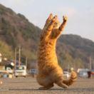 andj的个人资料头像